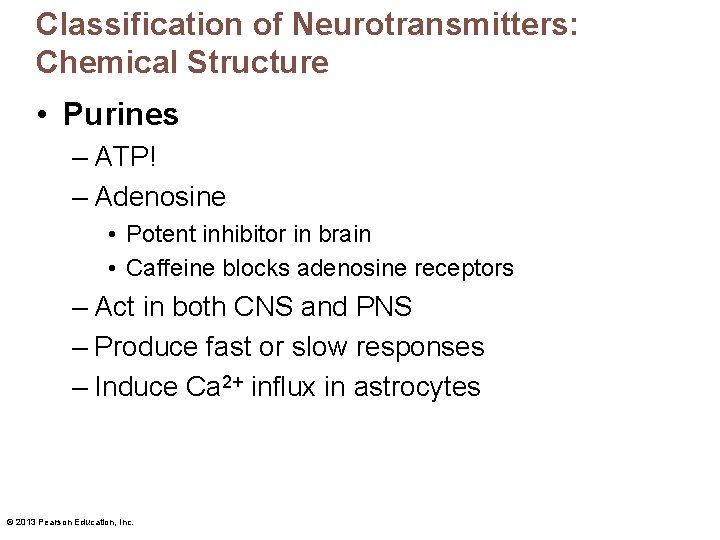 Classification of Neurotransmitters: Chemical Structure • Purines – ATP! – Adenosine • Potent inhibitor