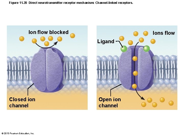Figure 11. 20 Direct neurotransmitter receptor mechanism: Channel-linked receptors. Ion flow blocked Ions flow