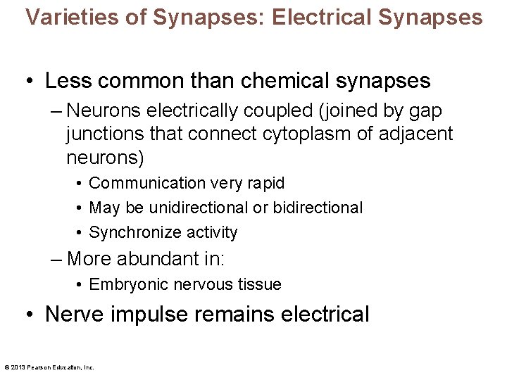 Varieties of Synapses: Electrical Synapses • Less common than chemical synapses – Neurons electrically