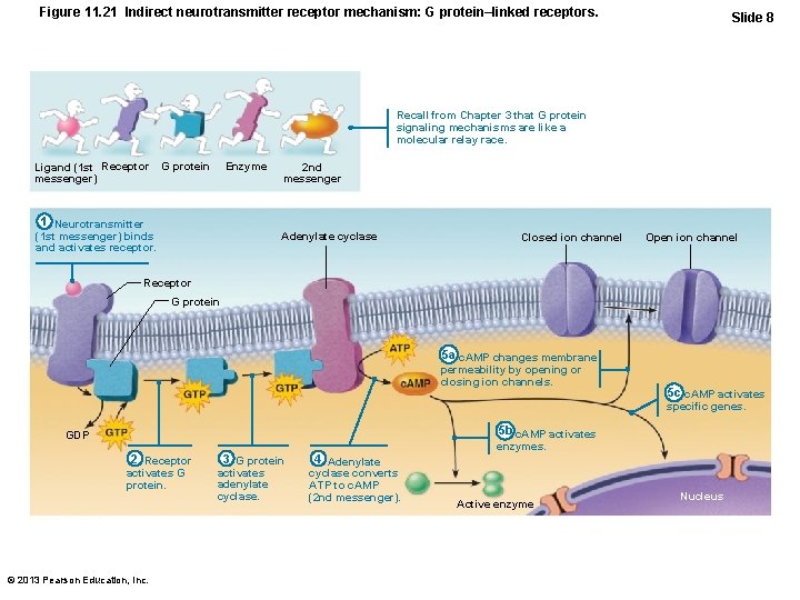 Figure 11. 21 Indirect neurotransmitter receptor mechanism: G protein–linked receptors. Slide 8 Recall from