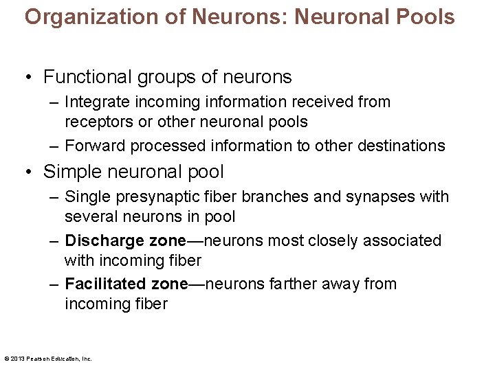 Organization of Neurons: Neuronal Pools • Functional groups of neurons – Integrate incoming information