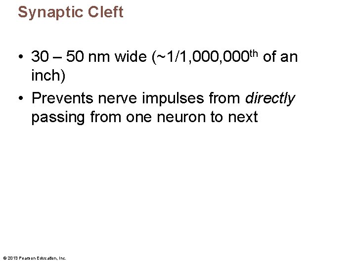 Synaptic Cleft • 30 – 50 nm wide (~1/1, 000 th of an inch)