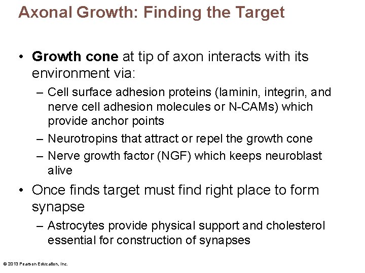 Axonal Growth: Finding the Target • Growth cone at tip of axon interacts with
