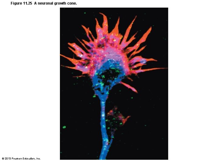 Figure 11. 25 A neuronal growth cone. © 2013 Pearson Education, Inc. 