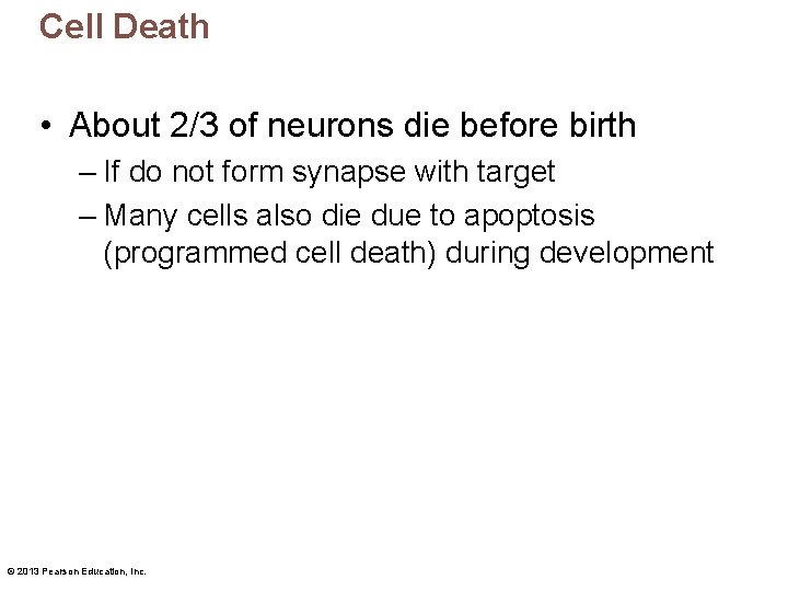 Cell Death • About 2/3 of neurons die before birth – If do not