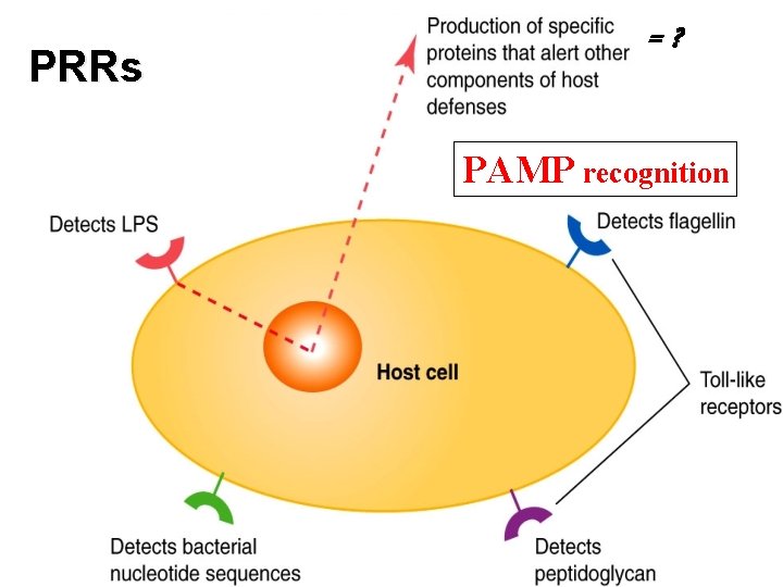 PRRs =? PAMP recognition 