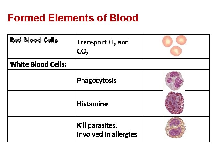 Formed Elements of Blood Red Blood Cells Transport O 2 and CO 2 White
