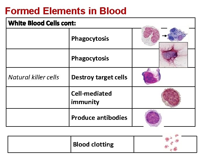 Formed Elements in Blood White Blood Cells cont: Phagocytosis Natural killer cells Destroy target