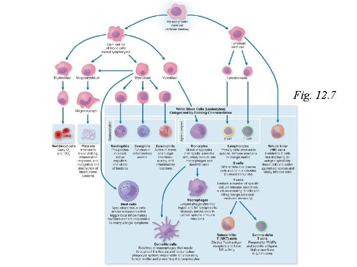 Fig. 12. 7 