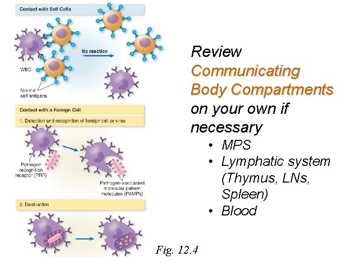 Review Communicating Body Compartments on your own if necessary • MPS • Lymphatic system
