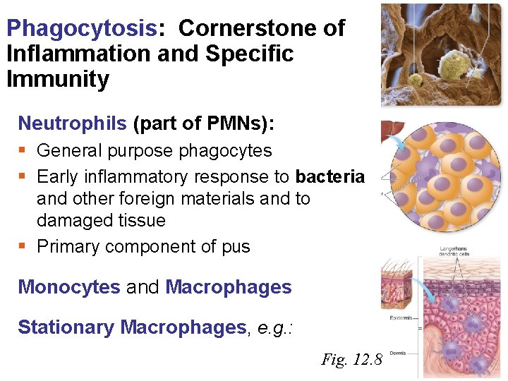 Phagocytosis: Cornerstone of Inflammation and Specific Immunity Neutrophils (part of PMNs): § General purpose