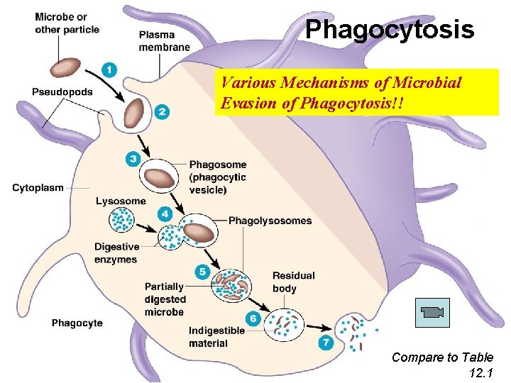 Phagocytosis Various Mechanisms of Microbial Evasion of Phagocytosis!! Compare to Table 12. 1 