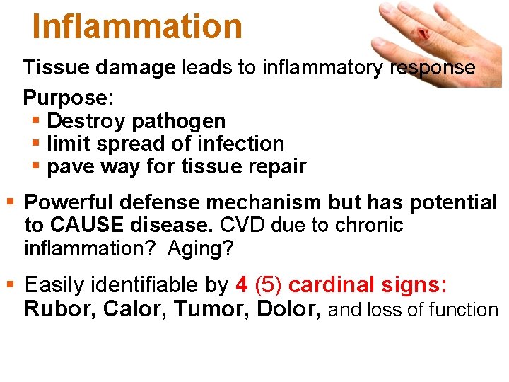 Inflammation Tissue damage leads to inflammatory response Purpose: § Destroy pathogen § limit spread