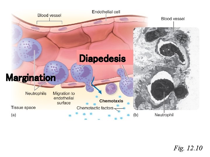 Diapedesis Margination Fig. 12. 10 