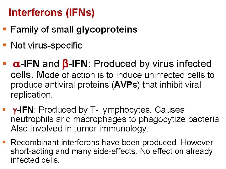 Interferons (IFNs) § Family of small glycoproteins § Not virus-specific § -IFN and -IFN: