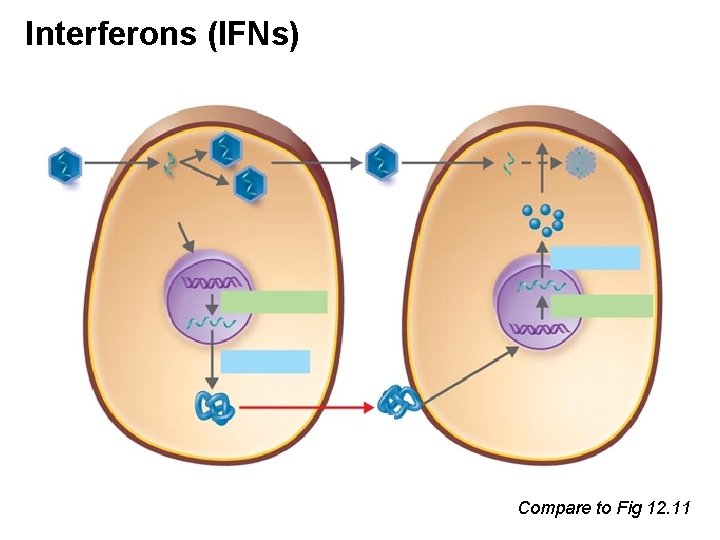 Interferons (IFNs) Compare to Fig 12. 11 