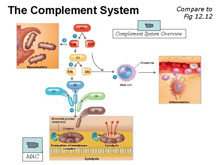 The Complement System Compare to Fig 12. 12 Complement System Overview MAC 