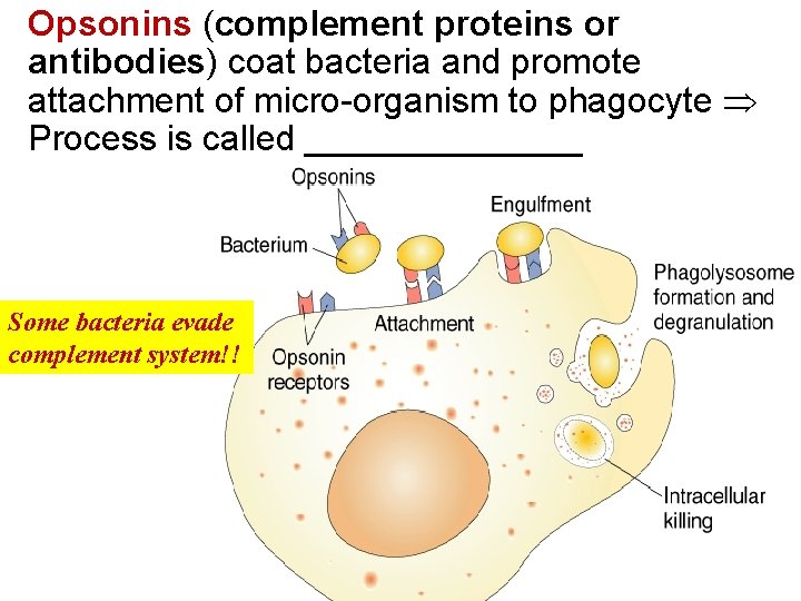 Opsonins (complement proteins or antibodies) coat bacteria and promote attachment of micro-organism to phagocyte