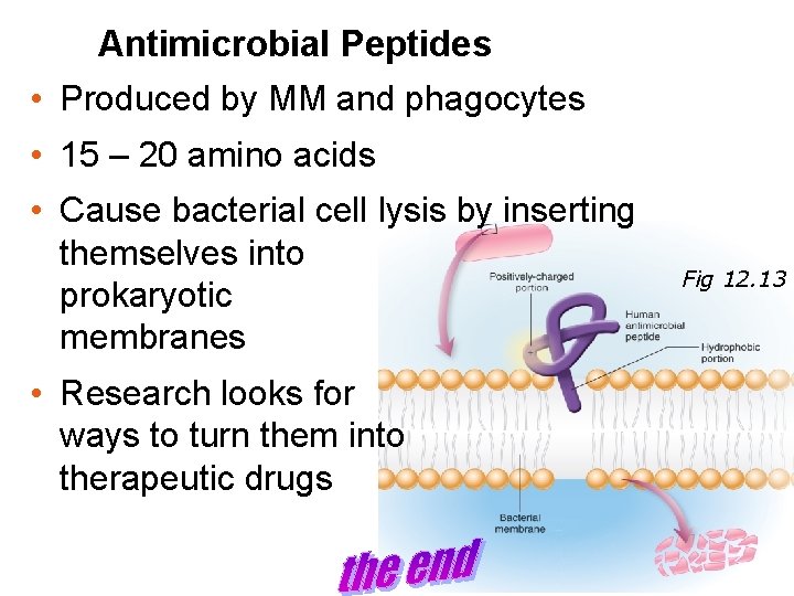 Antimicrobial Peptides • Produced by MM and phagocytes • 15 – 20 amino acids