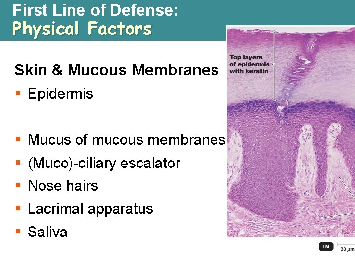 First Line of Defense: Physical Factors Skin & Mucous Membranes § Epidermis § Mucus