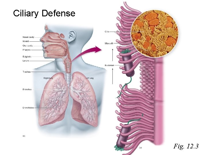 Ciliary Defense Fig. 12. 3 