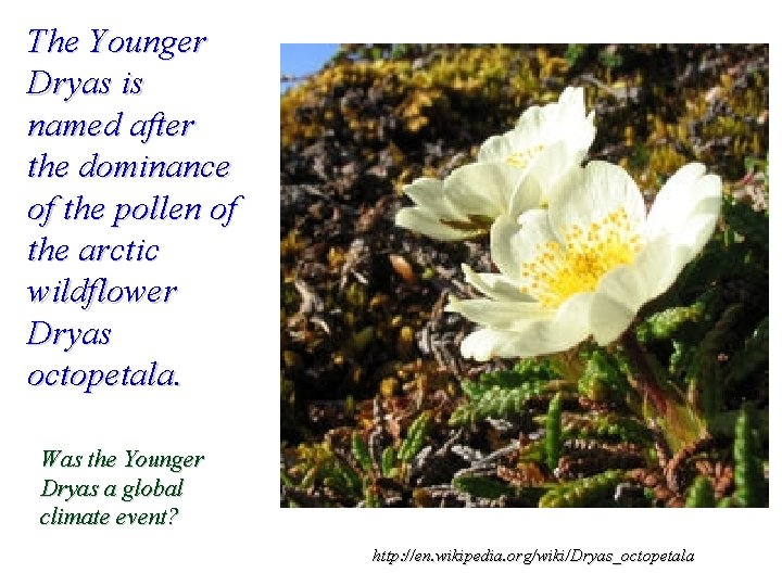 The Younger Dryas is named after the dominance of the pollen of the arctic