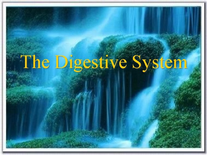 The Digestive System 