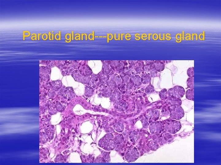 Parotid gland---pure serous gland 