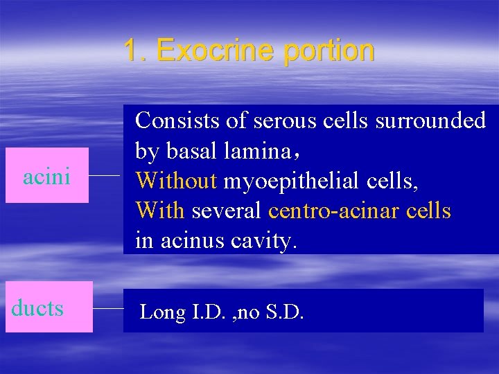 1. Exocrine portion acini ducts Consists of serous cells surrounded by basal lamina， Without