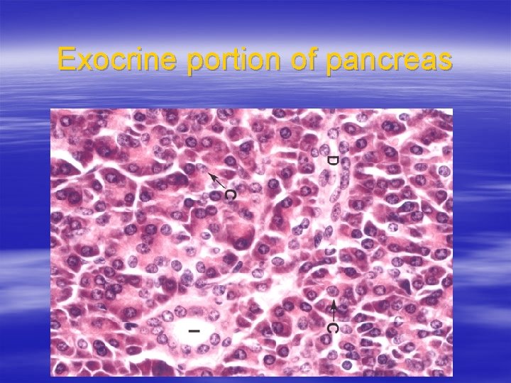 Exocrine portion of pancreas 