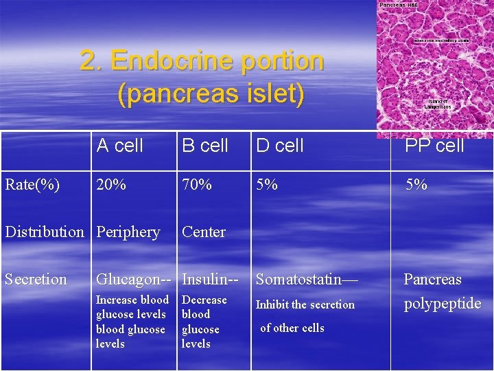 2. Endocrine portion (pancreas islet) Rate(%) A cell B cell D cell PP cell