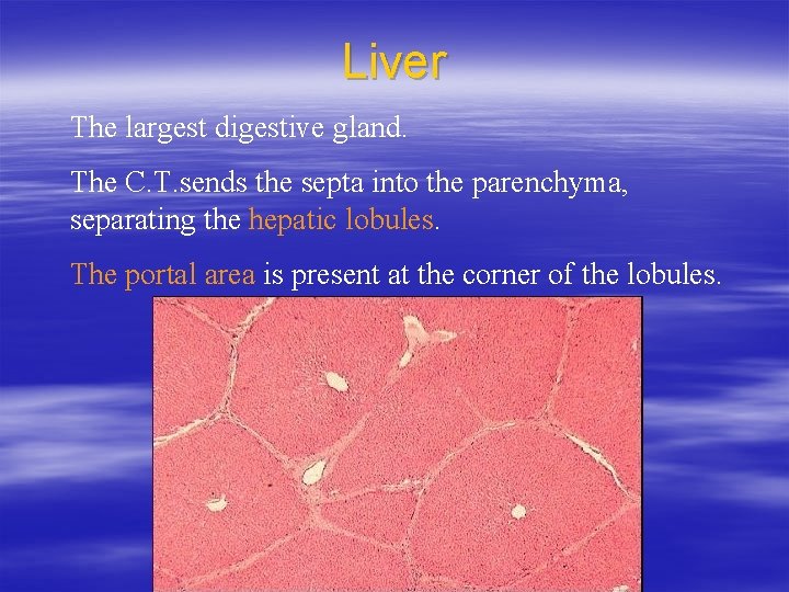 Liver The largest digestive gland. The C. T. sends the septa into the parenchyma,