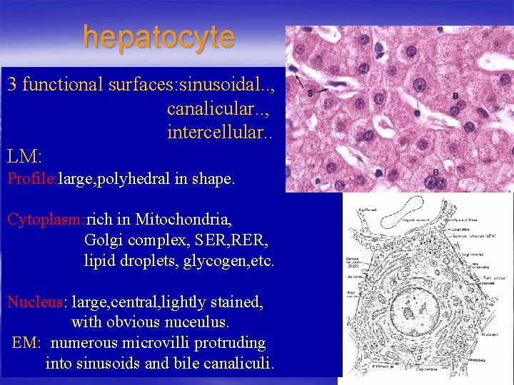 hepatocyte 3 functional surfaces: sinusoidal. . , canalicular. . , intercellular. . LM: Profile: