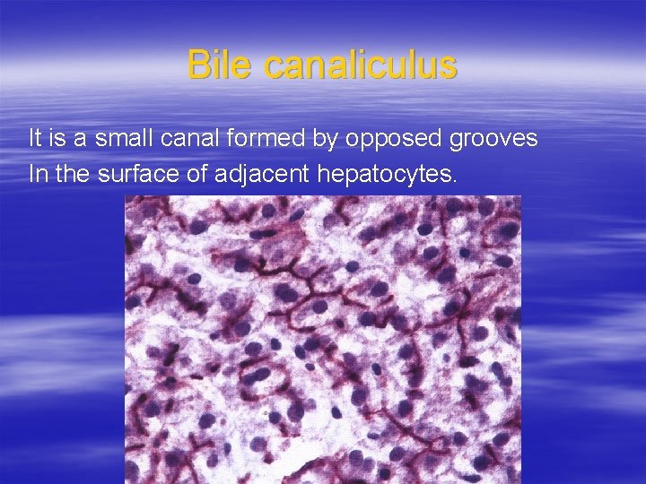 Bile canaliculus It is a small canal formed by opposed grooves In the surface