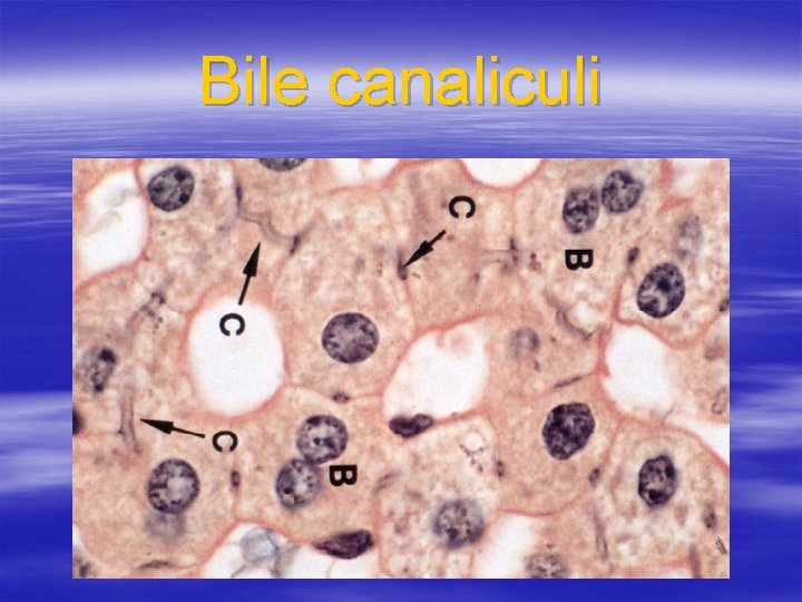 Bile canaliculi 