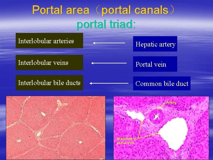 Portal area（portal canals） portal triad: Interlobular arteries Hepatic artery Interlobular veins Portal vein Interlobular