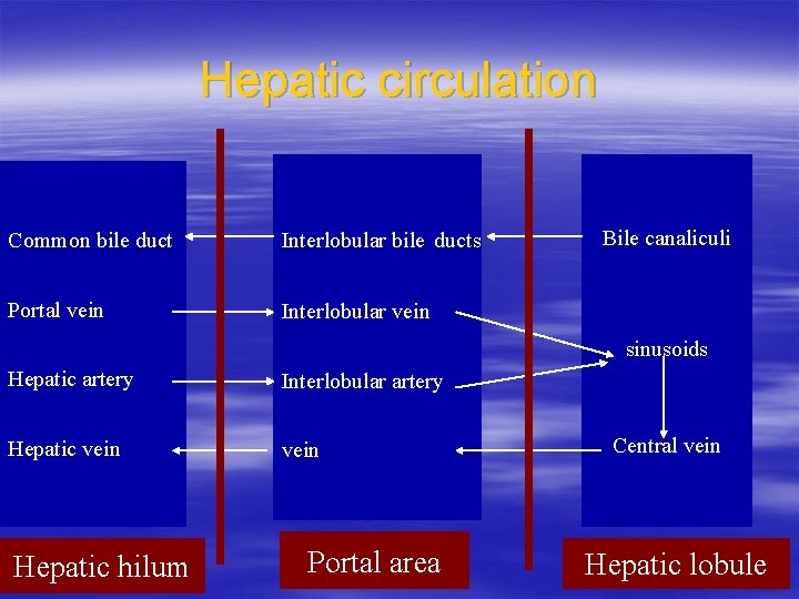 Hepatic circulation Common bile duct Interlobular bile ducts Portal vein Interlobular vein Bile canaliculi