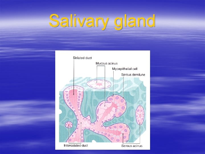 Salivary gland 