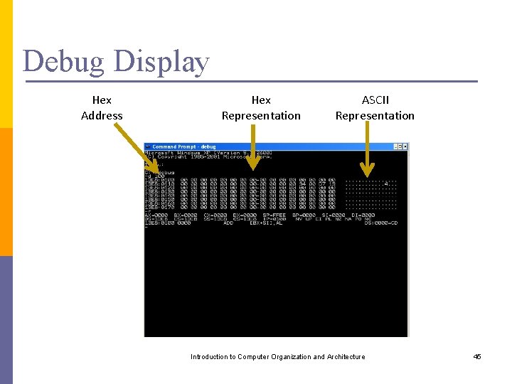 Debug Display Hex Address Hex Representation ASCII Representation Introduction to Computer Organization and Architecture