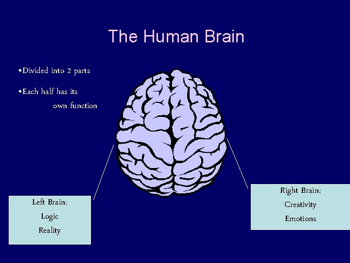 The Human Brain • Divided into 2 parts • Each half has its own