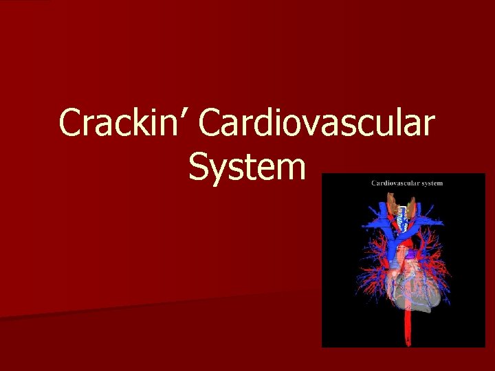 Crackin’ Cardiovascular System 