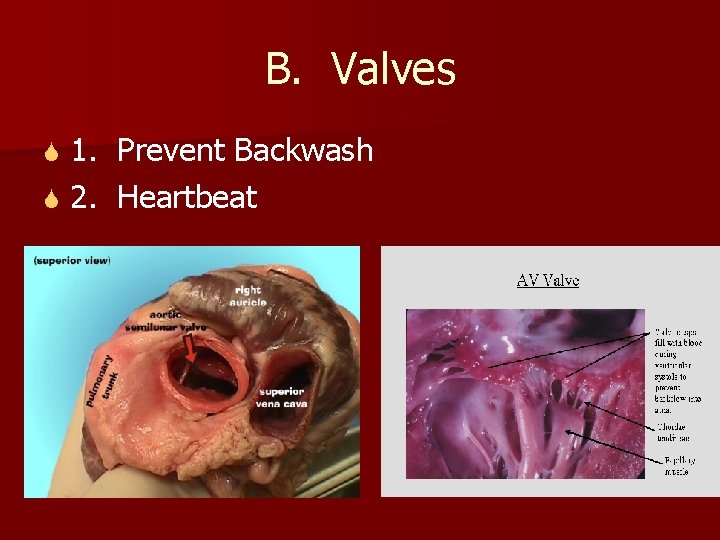 B. Valves 1. Prevent Backwash S 2. Heartbeat S 