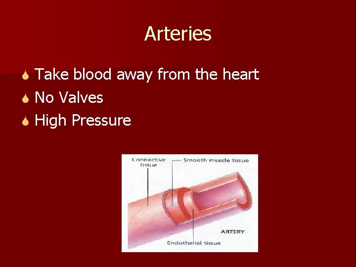 Arteries Take blood away from the heart S No Valves S High Pressure S