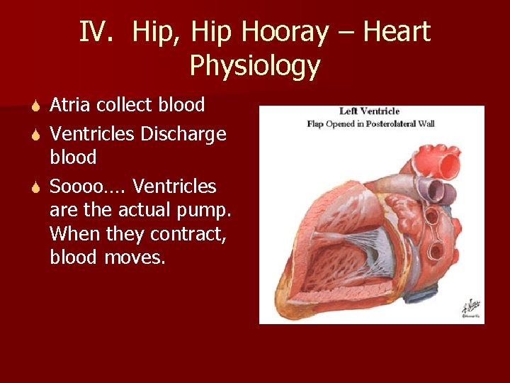 IV. Hip, Hip Hooray – Heart Physiology Atria collect blood S Ventricles Discharge blood