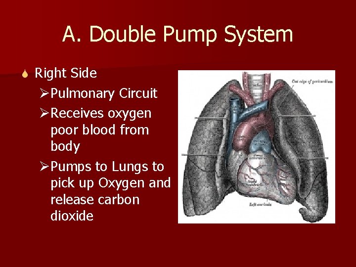 A. Double Pump System S Right Side ØPulmonary Circuit ØReceives oxygen poor blood from
