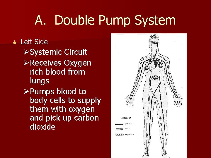 A. Double Pump System S Left Side ØSystemic Circuit ØReceives Oxygen rich blood from