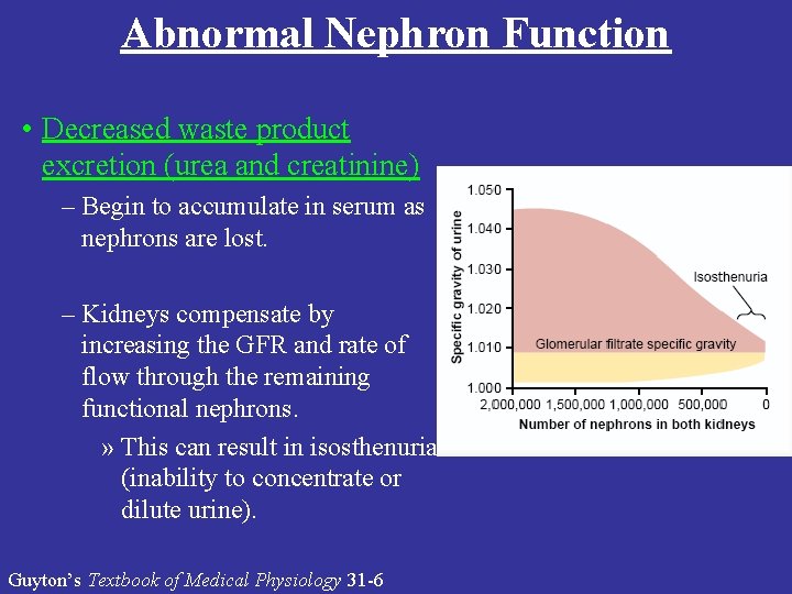 Abnormal Nephron Function • Decreased waste product excretion (urea and creatinine) – Begin to