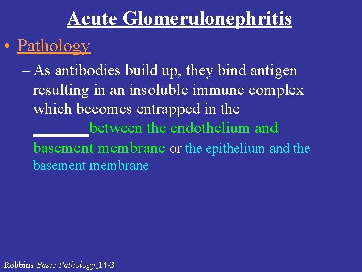 Acute Glomerulonephritis • Pathology – As antibodies build up, they bind antigen resulting in