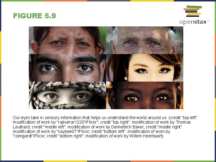 FIGURE 5. 9 Our eyes take in sensory information that helps us understand the