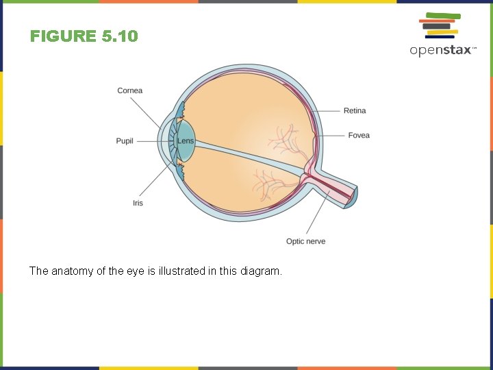 FIGURE 5. 10 The anatomy of the eye is illustrated in this diagram. 